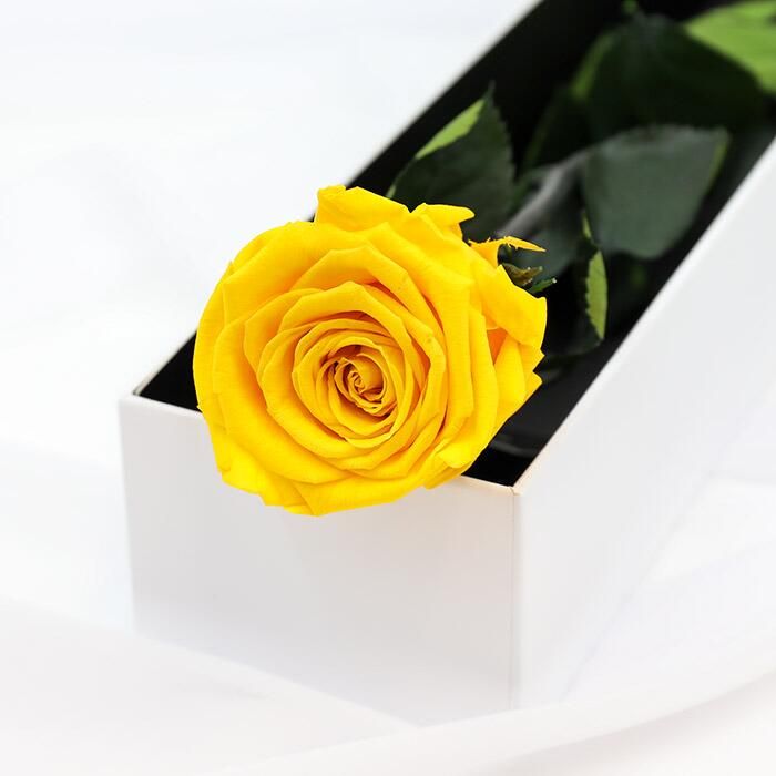 Everlasting Roses