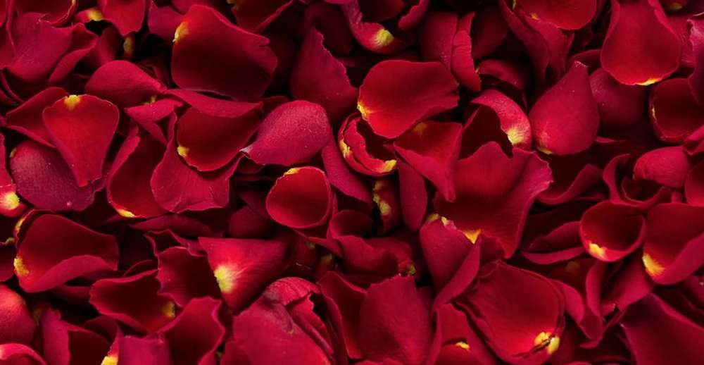 Sprinkle Petal romance
